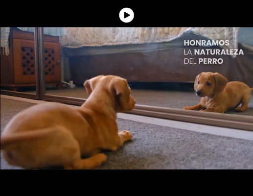 Spot promocional para alimento de mascotas